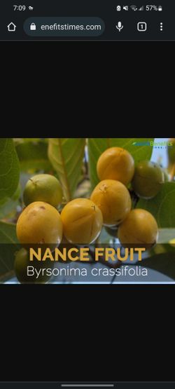 Nance Tree Small Nursery Pot