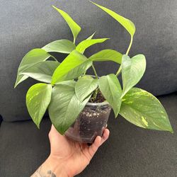 Golden Pothos