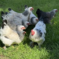 Brahama Light Eggs 