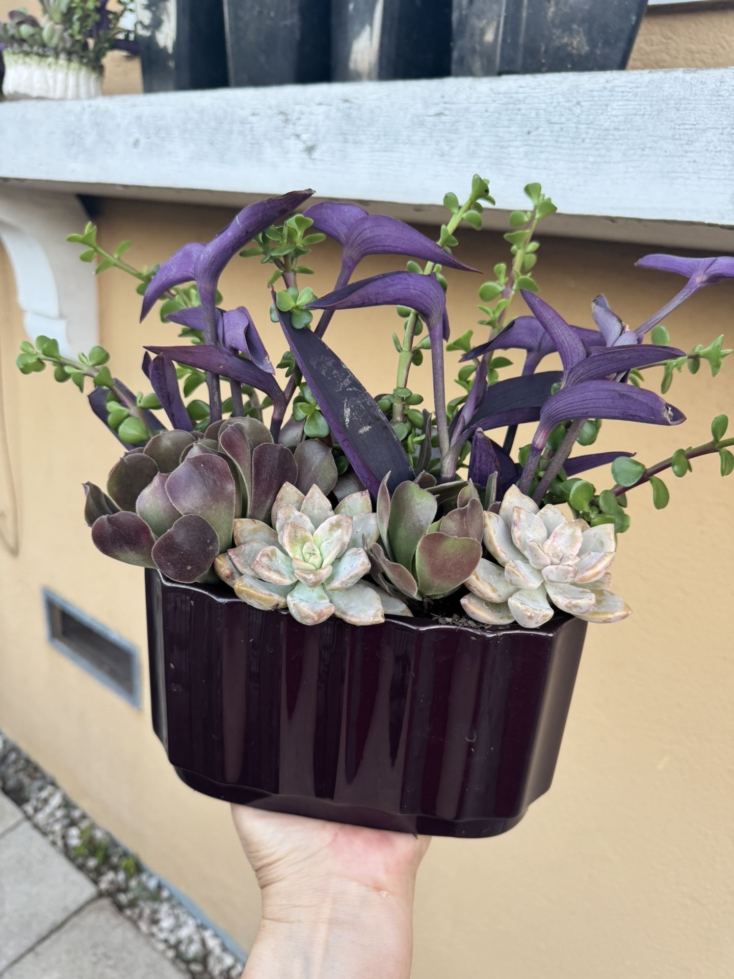 Gorgeous Succulent Arrangement 