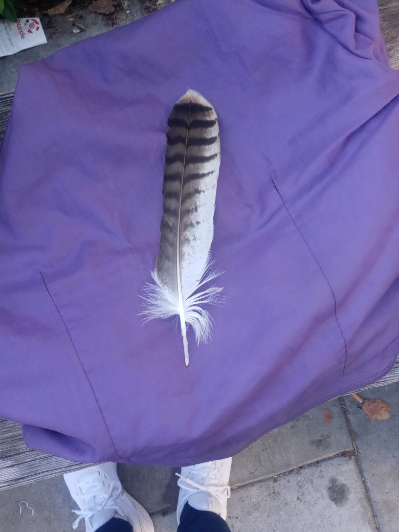 Red Tail Hawk Feathers
