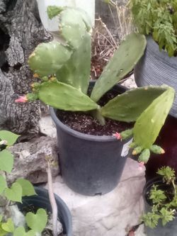 Large Blooming Prickly Pear Cactus in Pot – Rare Variety, Actively Flowering!