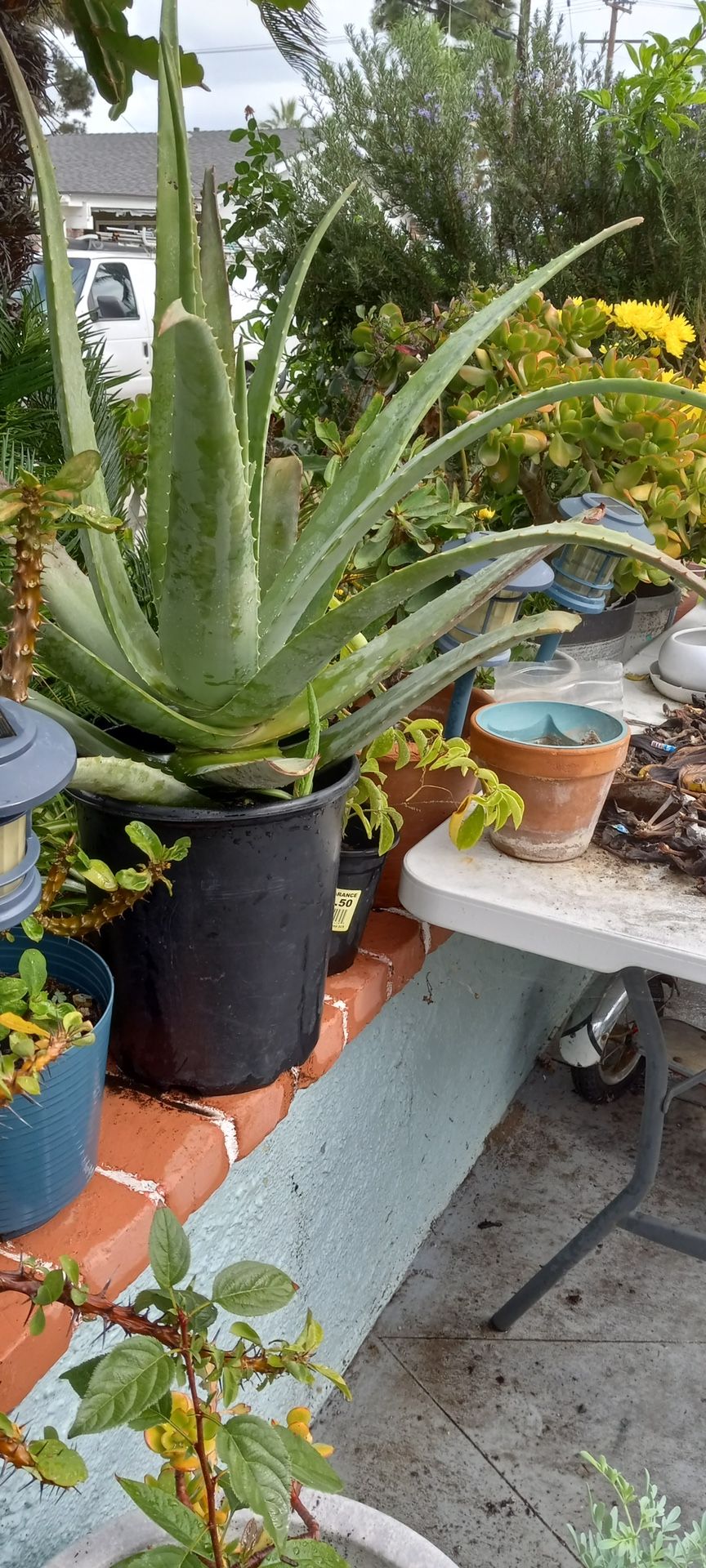 Una Aloe Vera