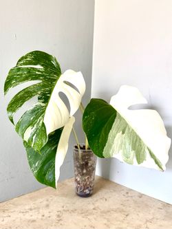 Monstera Albo