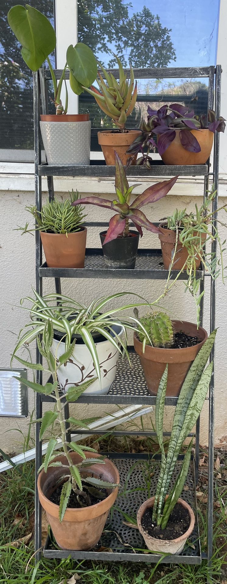 Metal Plant Shelf With Plants Included