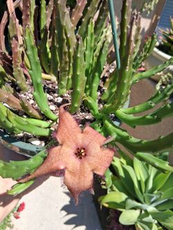 Blooming Stapelia Plant $35