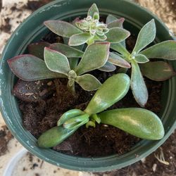 Succulents Plants
