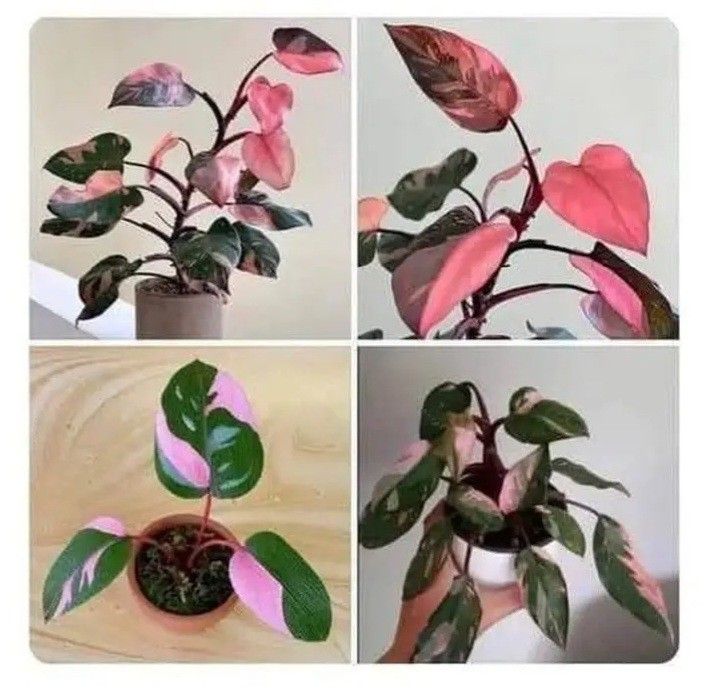 Rare Aroid Philodendron Pink Princess Plant/ House Plant/ Indoor Plant/ Flower Patio Garden