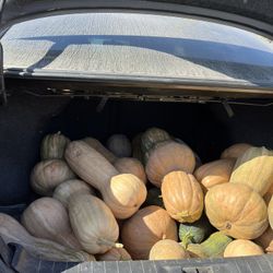 Calabazas A La Venta. Precio Según El Tamaño 