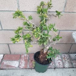Potted Plant