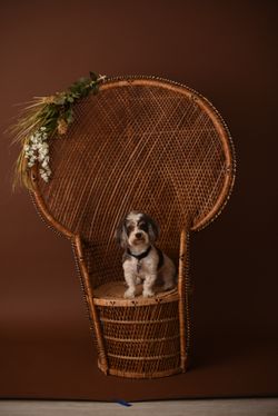 Peacock chair rattan