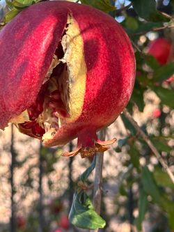 Pomegranates