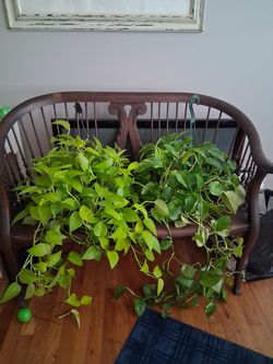 Plant