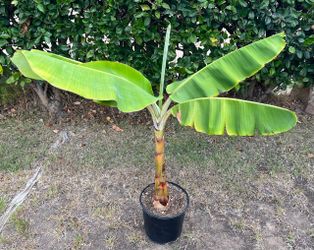 4 Foot Tall Healthy Banana Tree