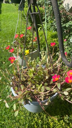 Hanging basket each