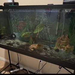 Fish Tank