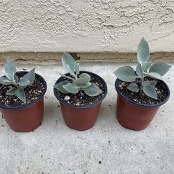 Kalanchoe Bracteata Silver Spoons Silver Teaspoons Succulent, 4”