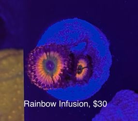 Fake Aquarium Decoration
