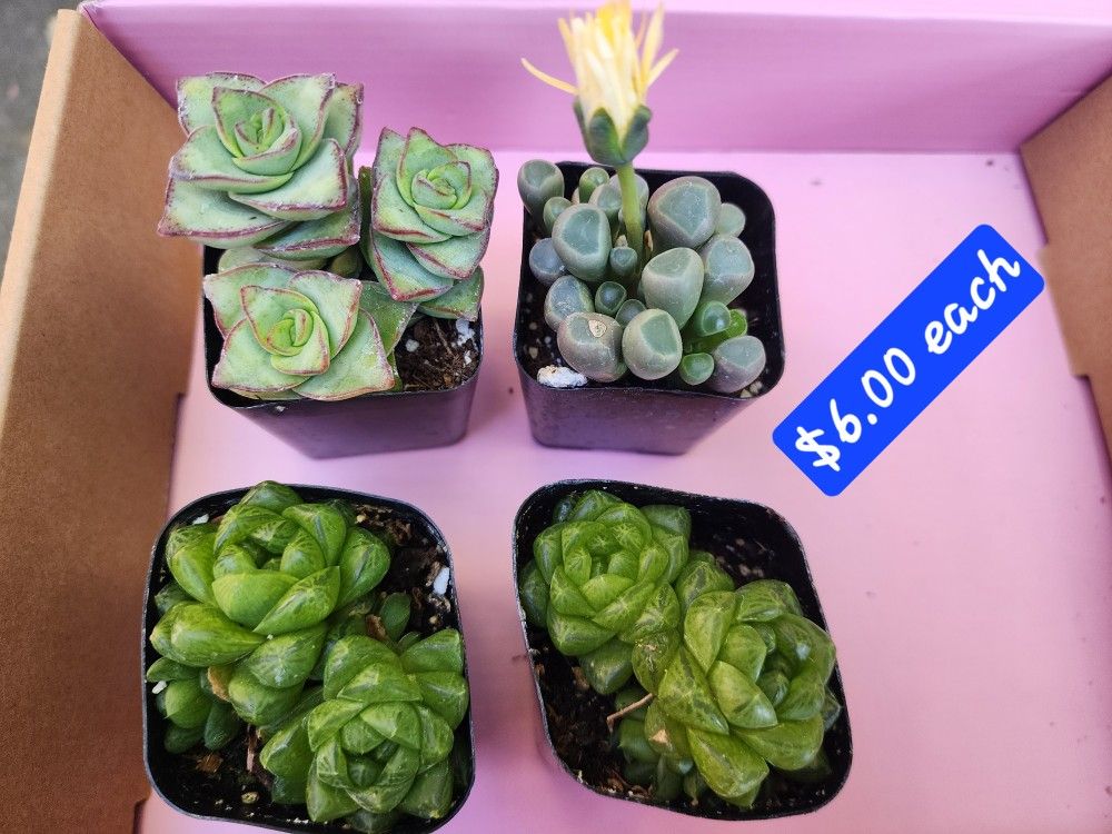 PLANT SALE $2 $5 $6 SATURDAY IN SAN LORENZO SATURDAY 1PM TO 5PM
Aoeniums. Succulents. Tons of selections
Great prices.
Come check it out.
Saturday