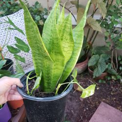 Plants Garden Patio Home Decor Accessories 