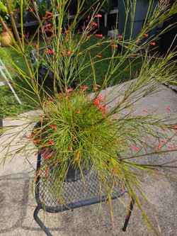 Firecracker full sun