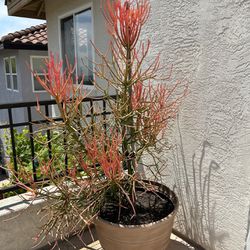 Firestick plant