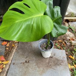 Monstera Plants