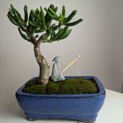 Jade (Finger) Bonsai Tree Indoor/outdoor Easy Care guide #jaysbonsaitree