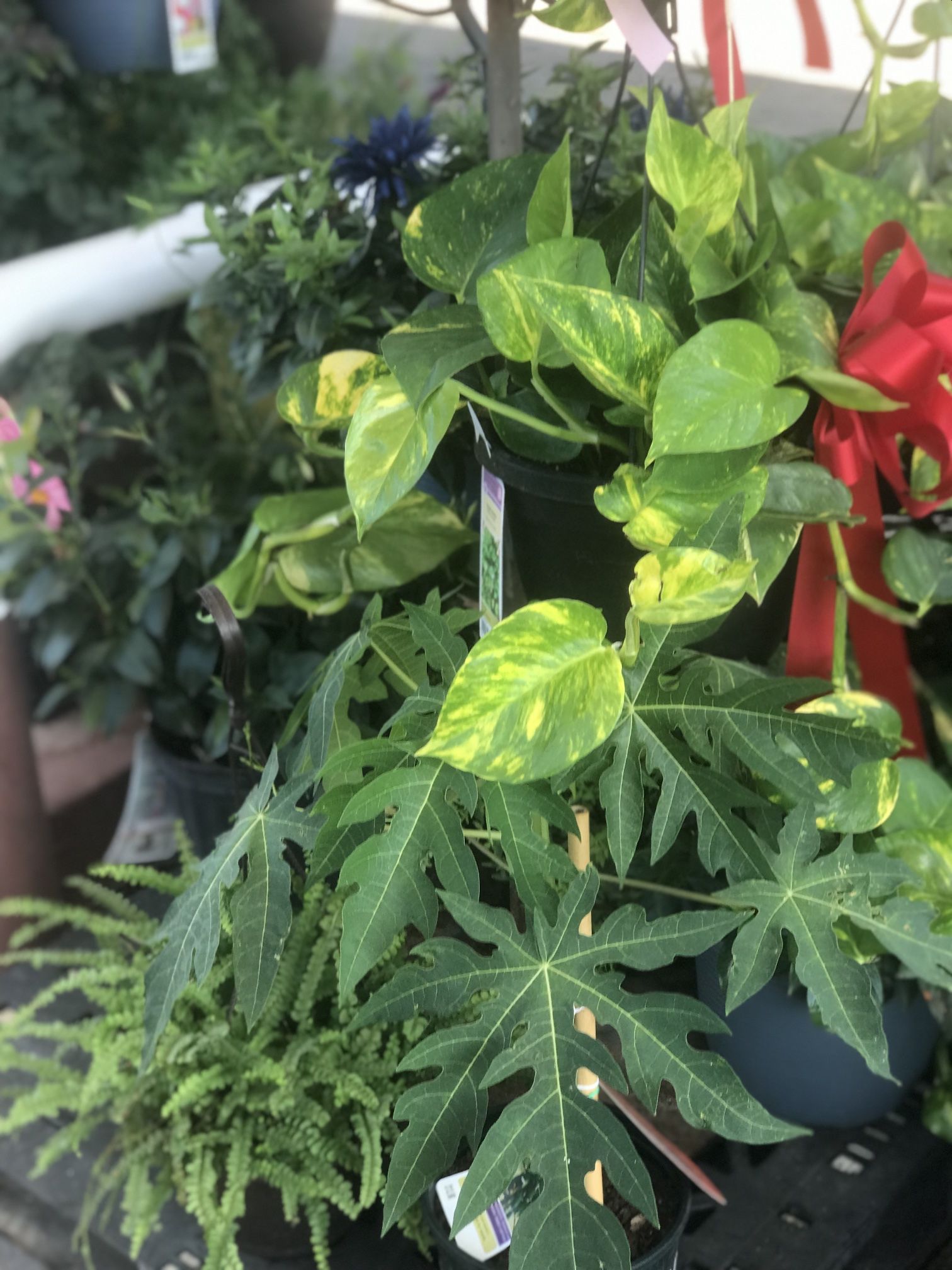 Plants For Sale $5 And Up