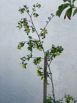 Beautiful Fruiting Asian Jujube live fruit tree in 5 Gallon Pot Small to Medium Size Fruit