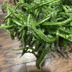 Rat Tail Cactus Succulent Plant (pls Read Description Below)