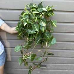 6” Brazil Philodendron