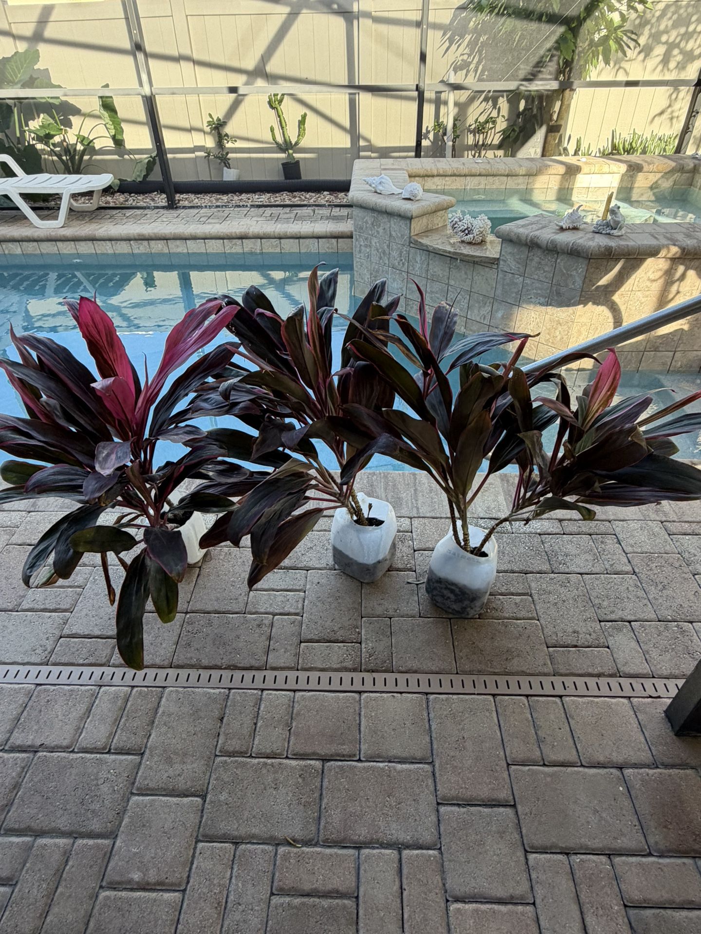 TI PLANTS 🌱