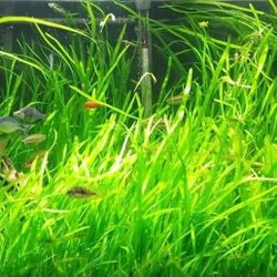 Jungle Val Aquarium Decor