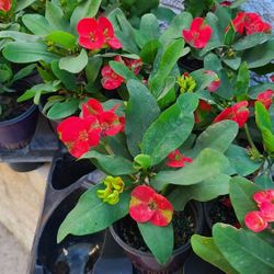 Corona De Cristo Diferentes Colores 