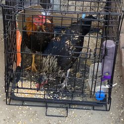 Jaulas Para Animales 