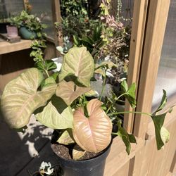 Arrowhead Plant