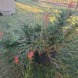 Large Succulent Plant 🪴 