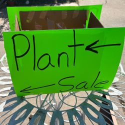Beautiful plants for sale