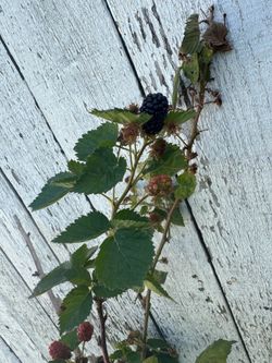 Blackberry tree