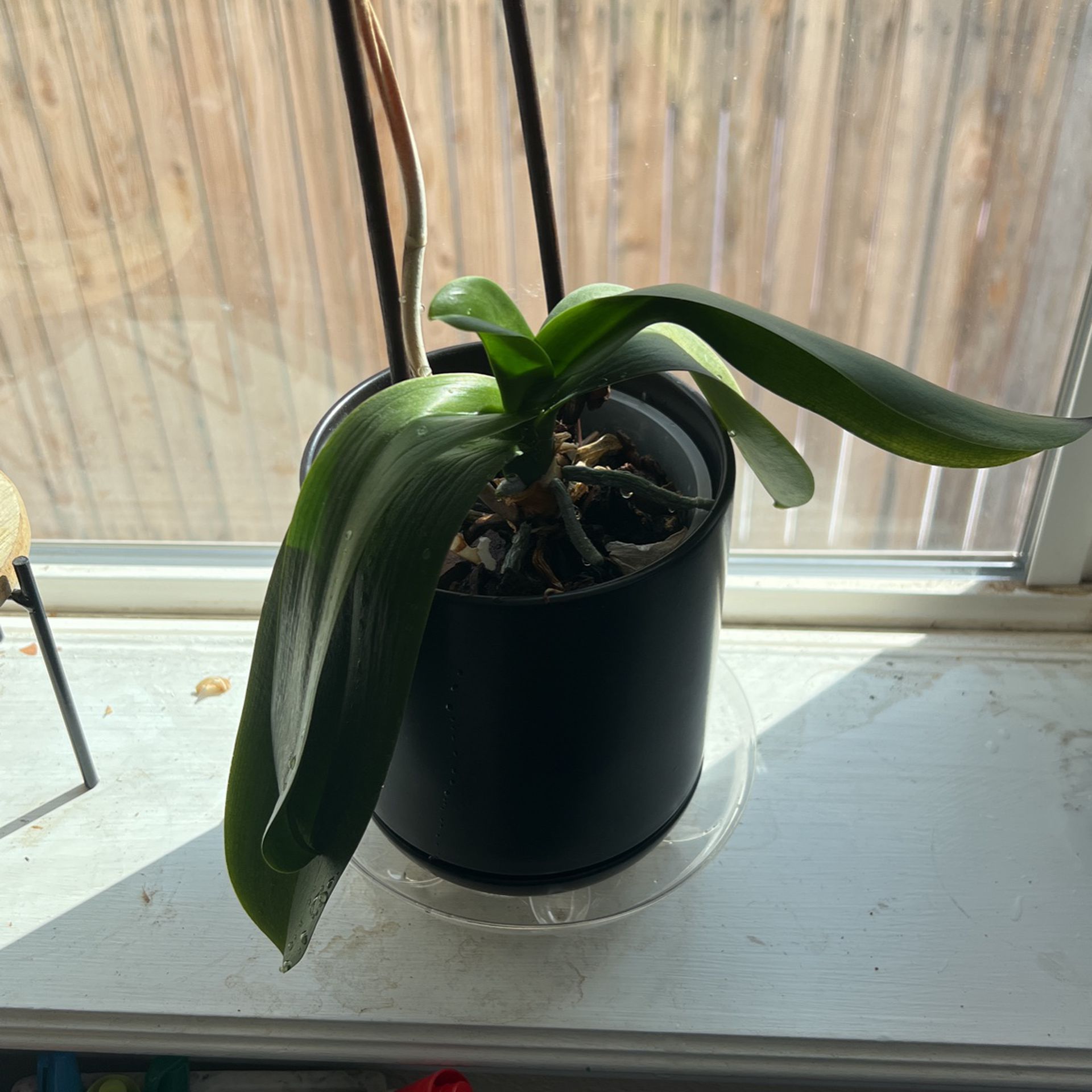 Orchid plant And pot