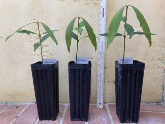 Garcinia Sp. Pacuri Seedlings, Fruit Tree