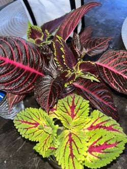 Vibrant Beautiful Plants 