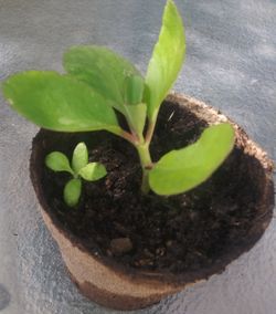 Kalanchoe Pinnata Miracle Leaf Plant - Baby Stem