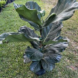 FIDDLE LEAF FIG (Trendy House Plant Air Purifying ) 3 Gallon Pot