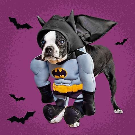 Batman dog costume