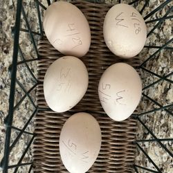 Peacock Eggs