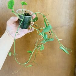 Monstera Acacoyaguensis
