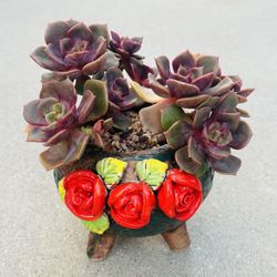Succulents plants （Dahongpao）