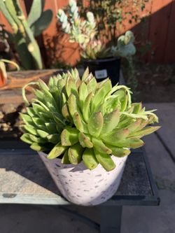 Succulent 
